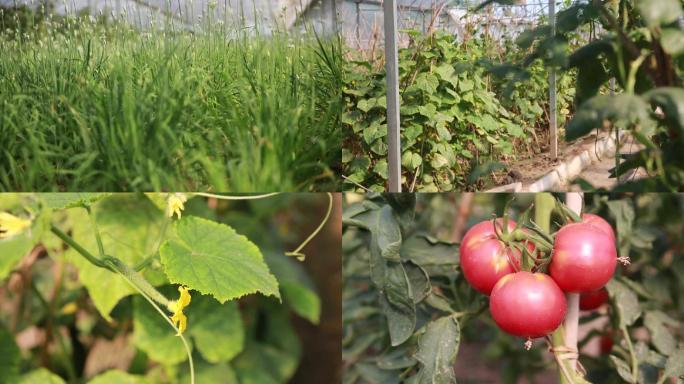 大棚 蔬菜种植 农场 有机蔬菜 番茄