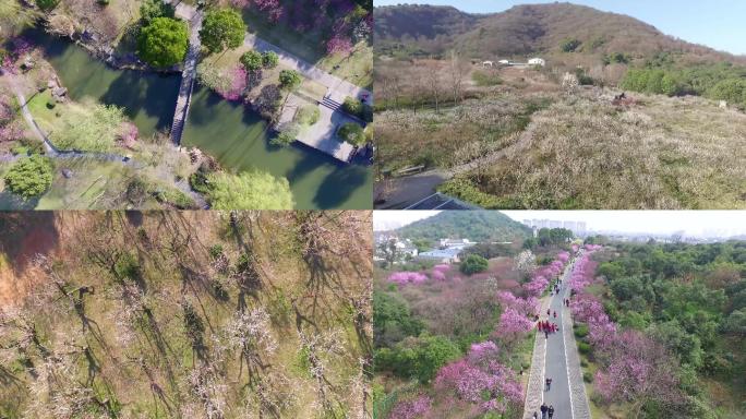 杭州超山风景区航拍 梅花