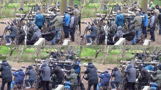 摄影师 一群摄影师打鸟