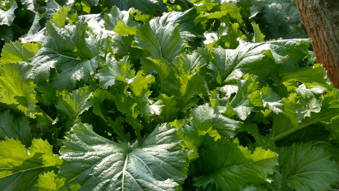 野菜 腊菜