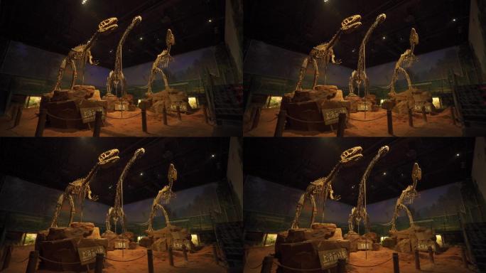 永川龙恐龙化石展厅