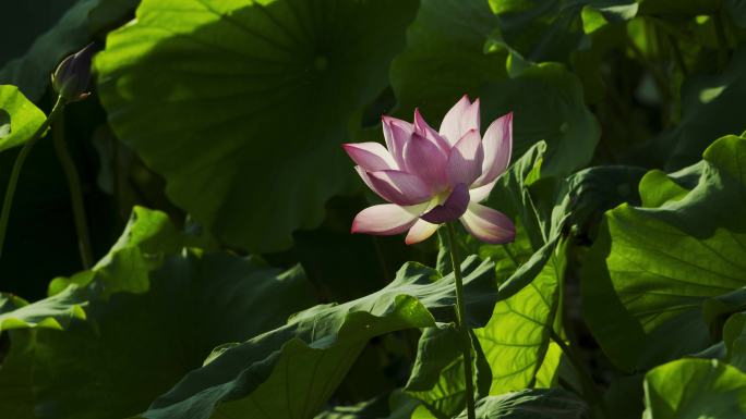 荷花荷叶荷塘绿色莲藕花朵莲花夏荷绿色莲花