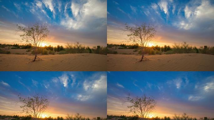 【5k】沙漠小树逆光生长
