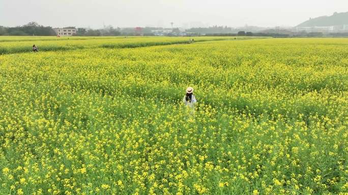 4k升格油菜花海里的少女