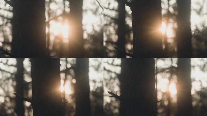 唯美阳光射进森林光线穿过树枝逆光森林剪影