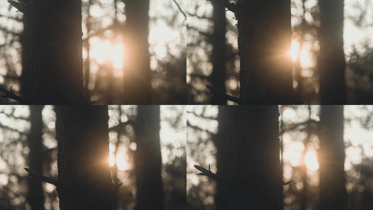 唯美阳光射进森林光线穿过树枝逆光森林剪影