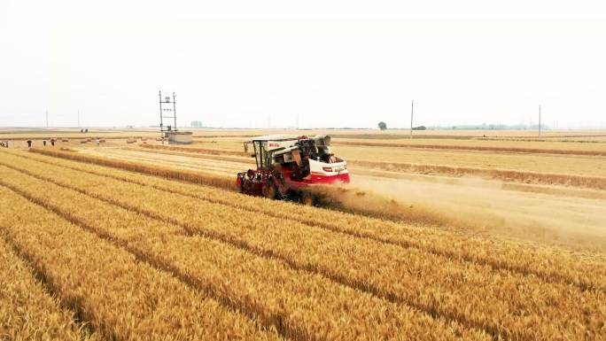 金色小麦喜获丰收 现代化机械助力乡村振兴