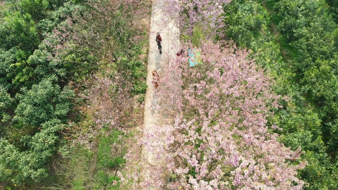 航拍重庆北碚澄江五一村的樱花橘乡农业公园