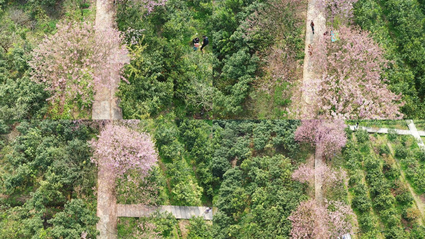 航拍重庆北碚澄江五一村的樱花橘乡农业公园