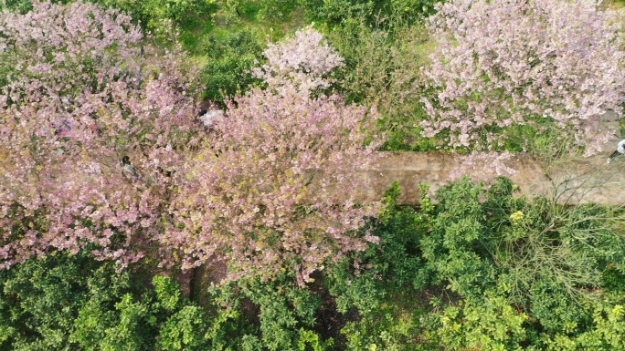 航拍重庆北碚澄江五一村的樱花橘乡农业公园