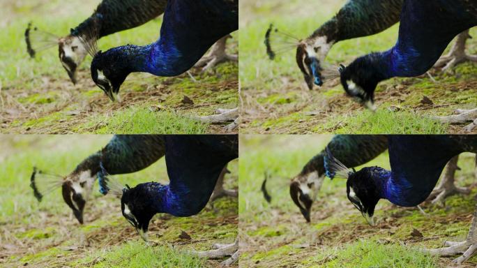 原创电影机实拍两只孔雀吃食