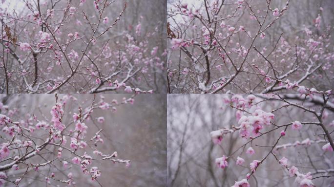 雪中的桃花