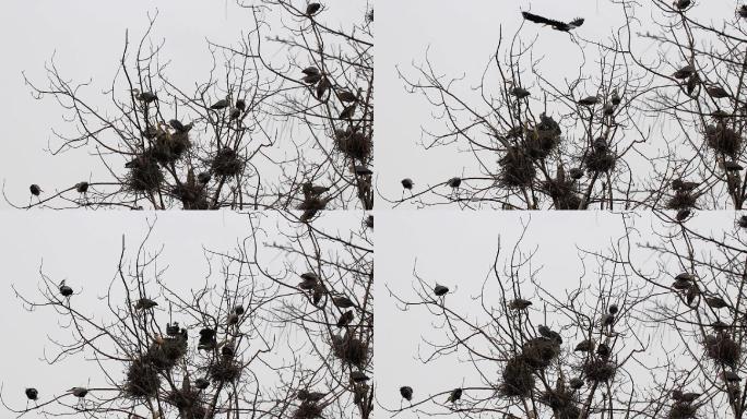 浣花溪公园观鸟实拍树上鸟巢苍鹭大鸟飞翔