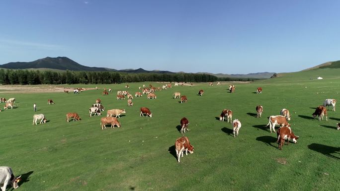 草原牛有机生态牧场