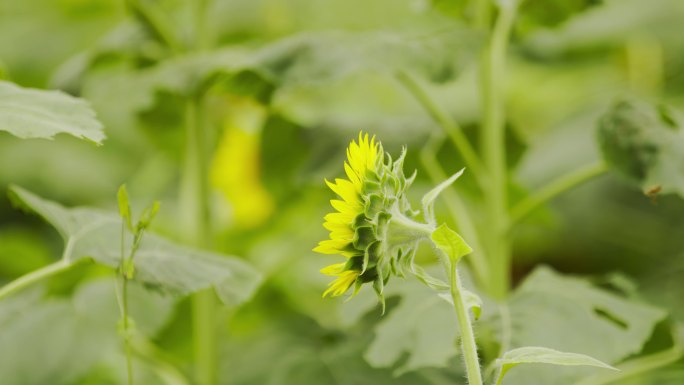 原创电影机实拍向日葵葵花盛开绽放