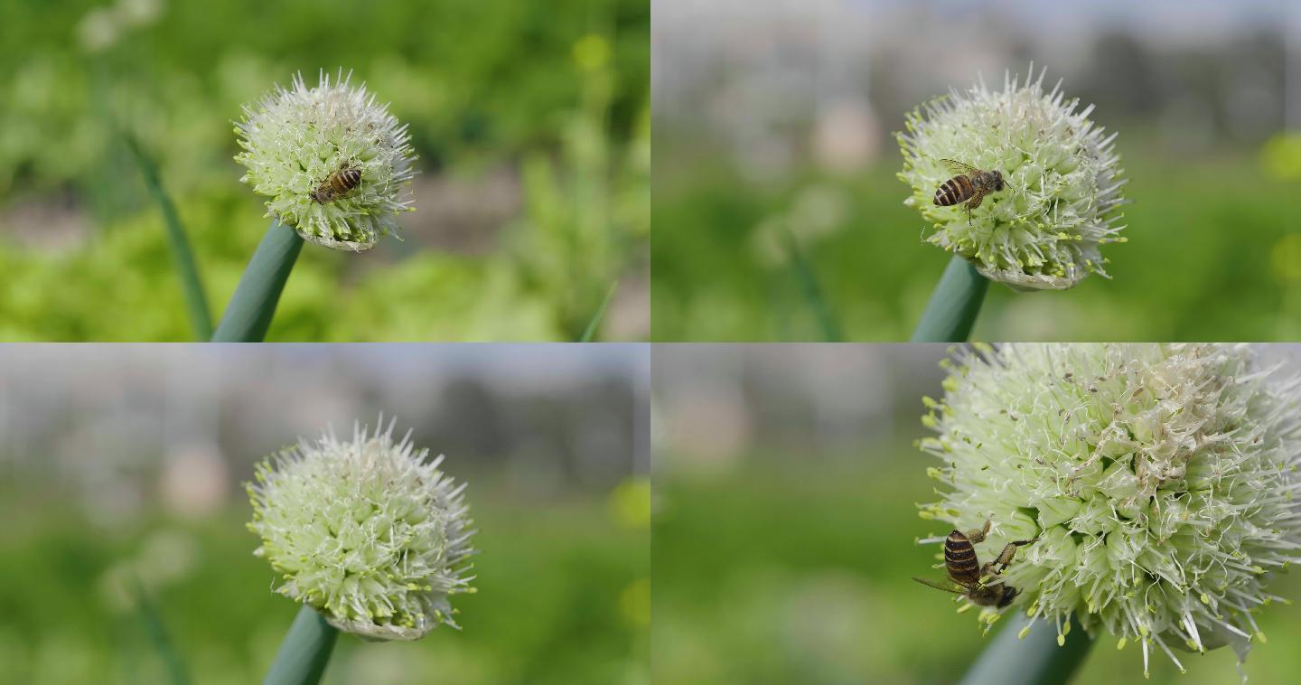 小蜜蜂-大自然