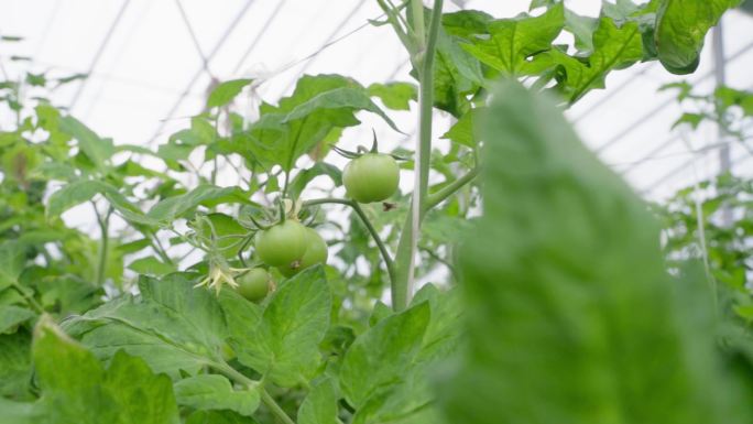 西红柿 番茄 绿色食品 茁壮成长 旺盛
