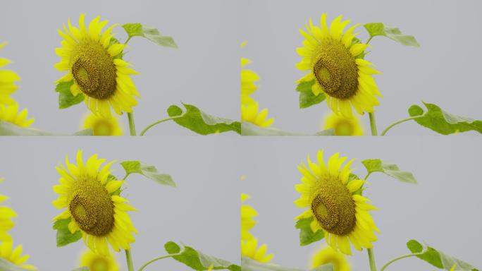 原创电影机实拍向日葵葵花盛开绽放