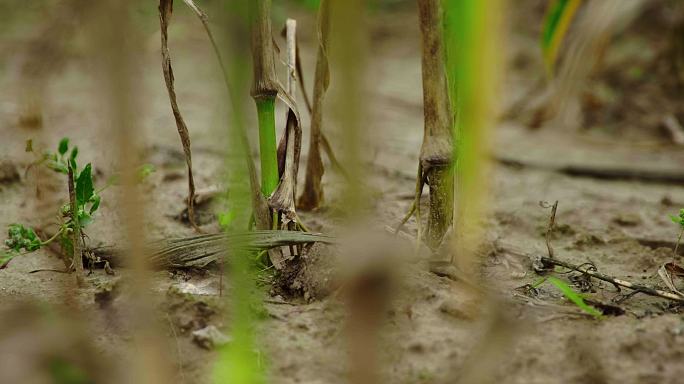 干旱旱地玉米农业欠收水灾农田枯竭土地资源