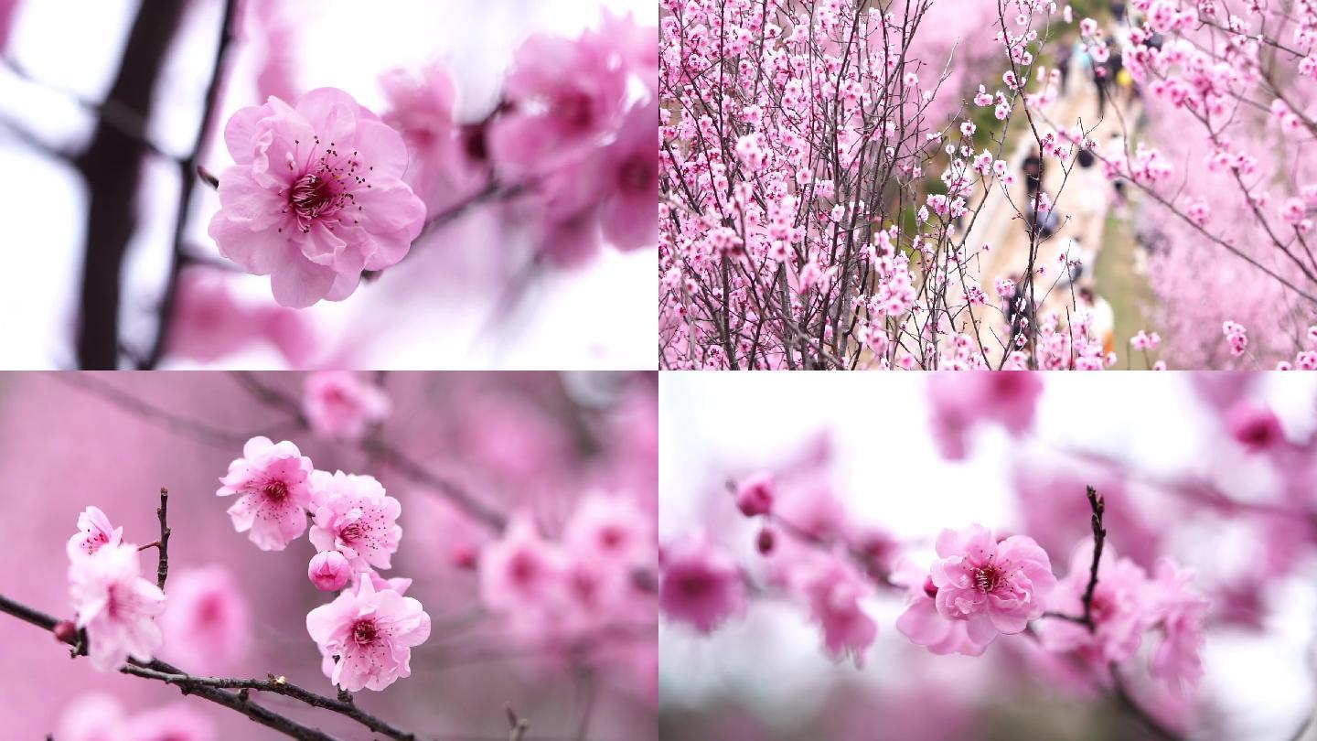 春日赏桃花