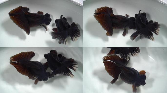 黑色蝶尾金鱼