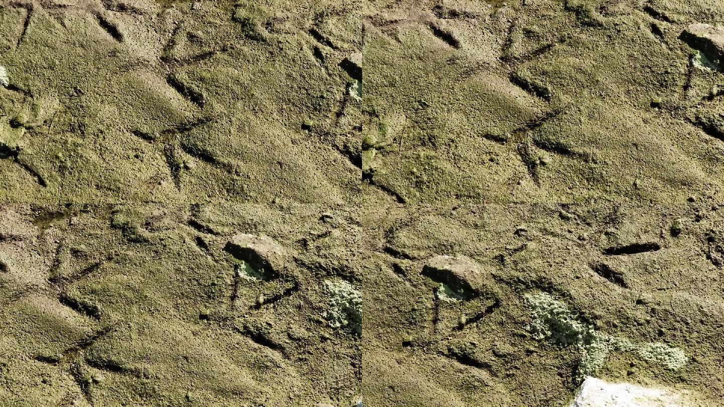 湿地里鹭鸟的爪痕