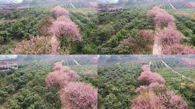 航拍重庆北碚澄江五一村的樱花橘乡农业公园