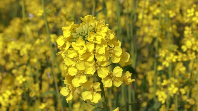 微风吹动油菜花特写背景虚化油菜花实拍