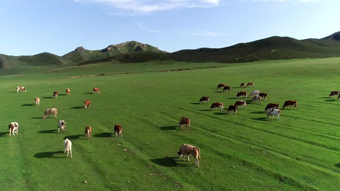 草原牛群有机生态牧场