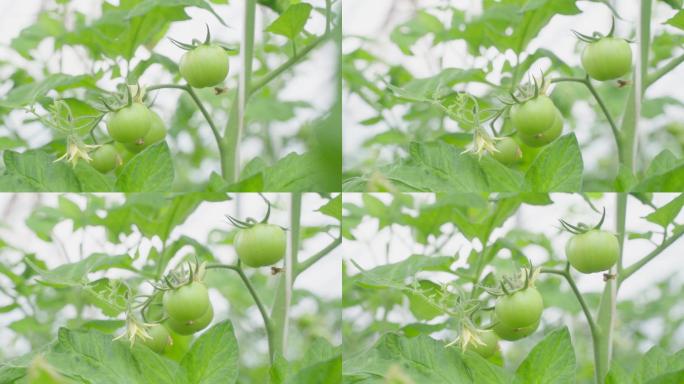 农业 温室大棚 果蔬施肥 西红柿成长过程