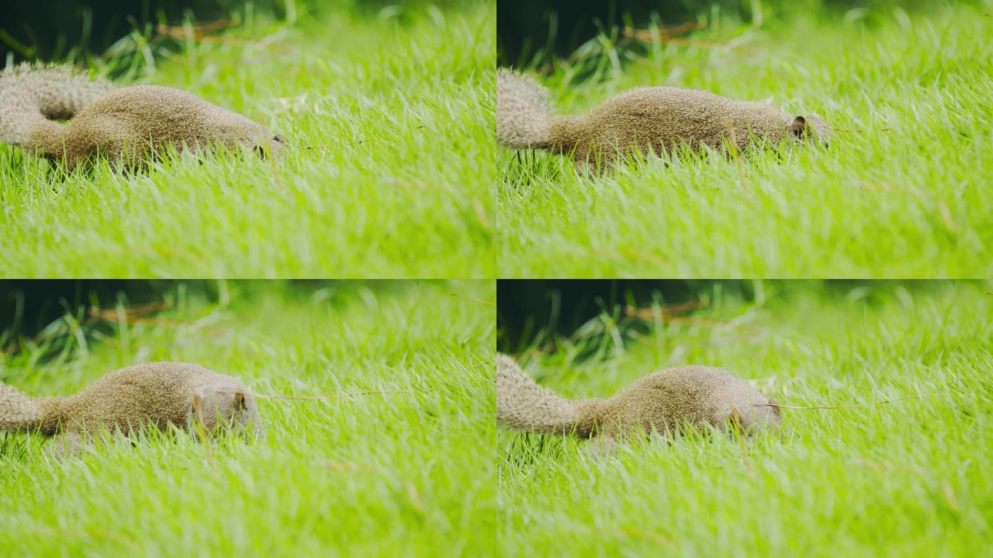 原创电影机实拍可爱啮齿动物松鼠小松鼠觅食