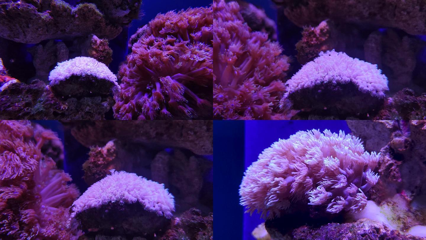 珊瑚群