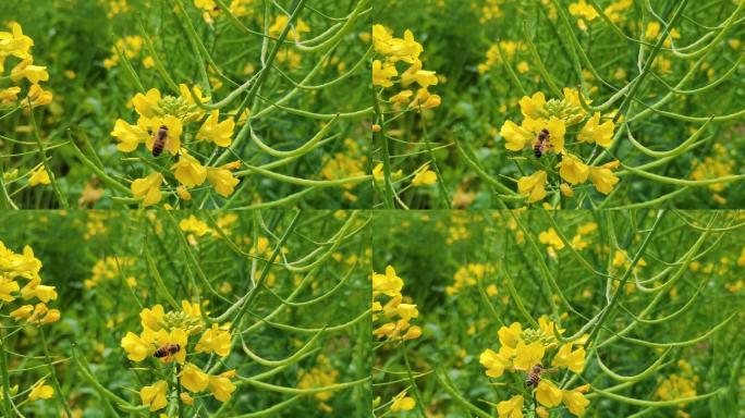 【原创】春天油菜花蜜蜂环保素材