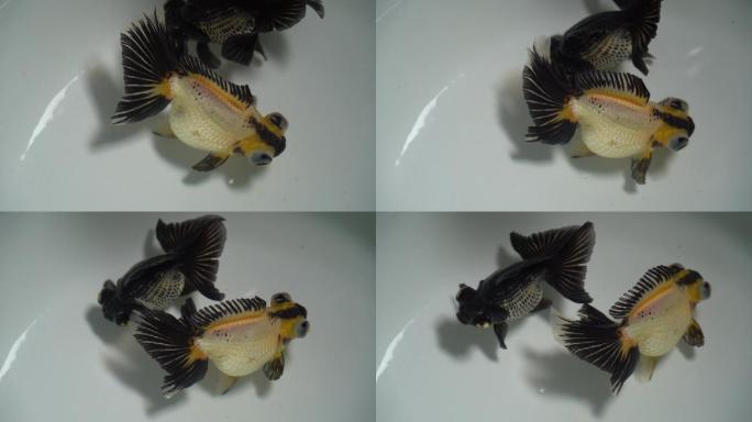 黑花色蝶尾金鱼