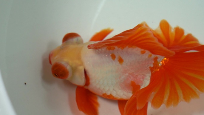 红白花蝶尾金鱼