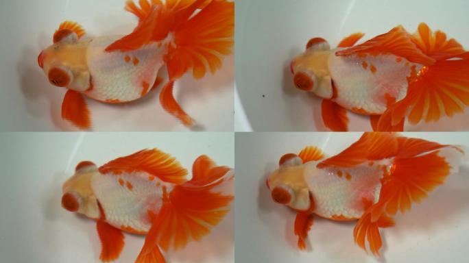 红白花蝶尾金鱼