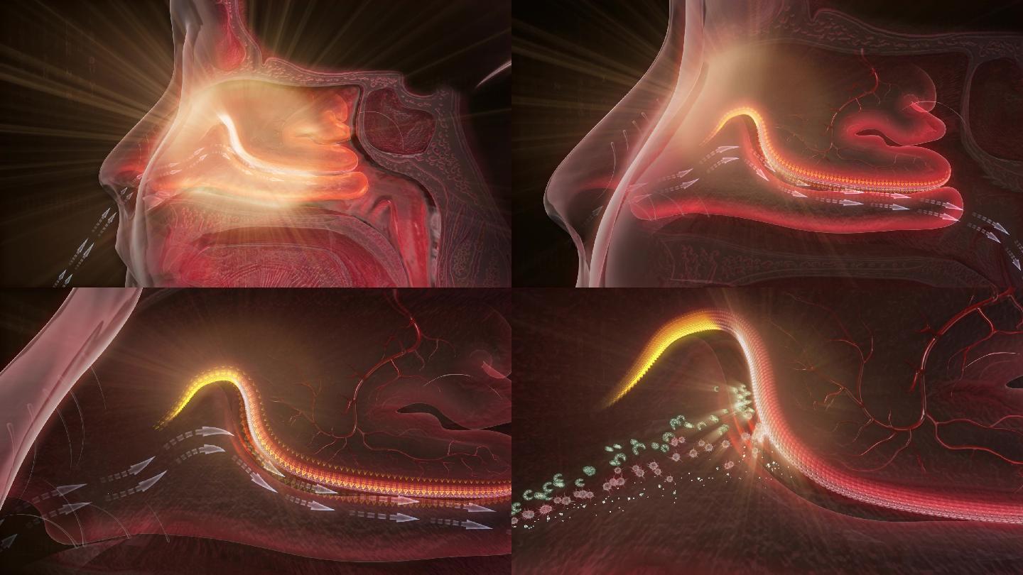 鼻粘膜是阻挡病原体对机体的侵害重要的屏障