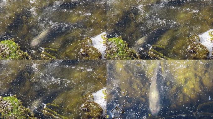 薄冰下一条患水霉病的鱼