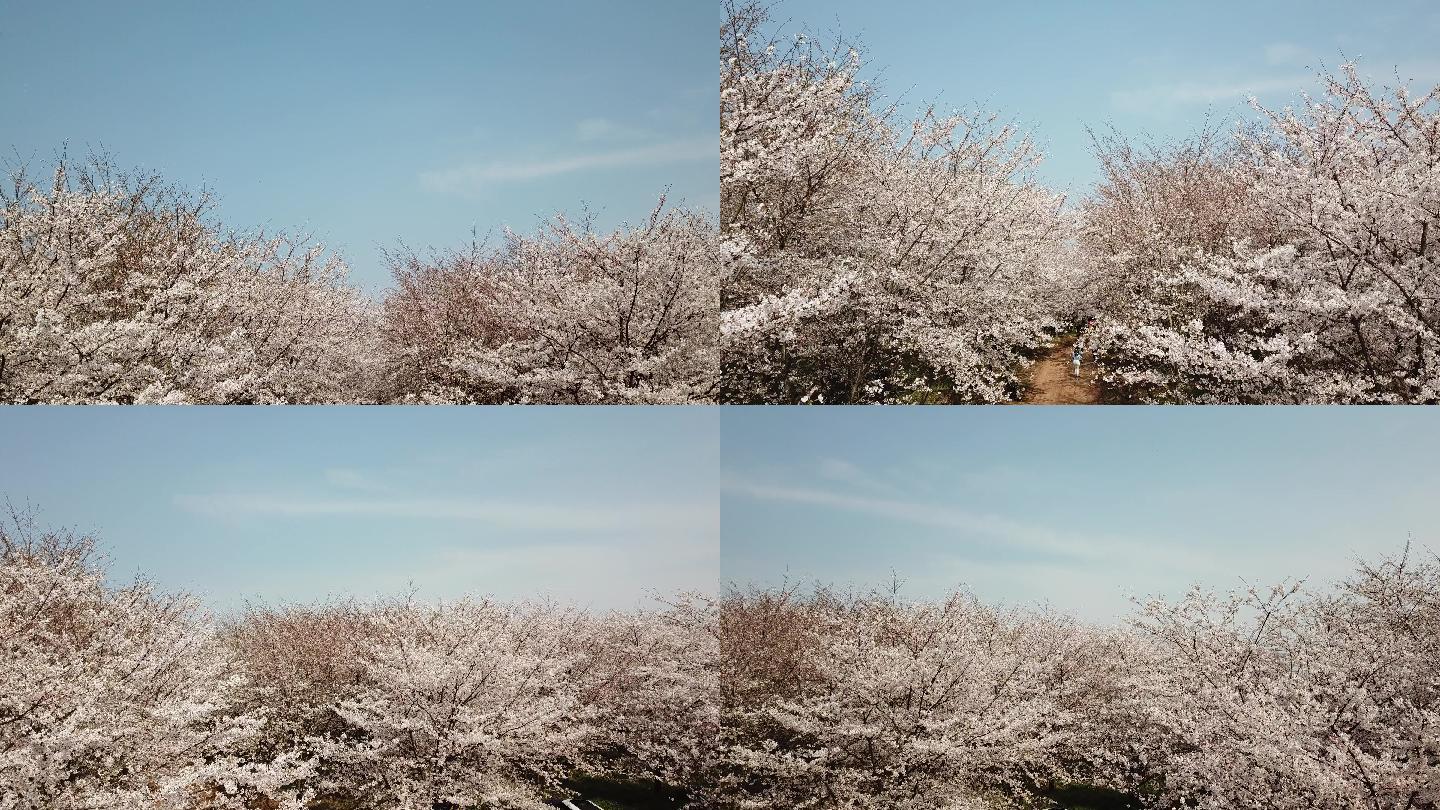 春天 樱花 户外 平坝樱花