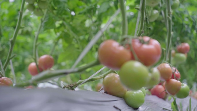 农业大棚 西红柿 绿色食品 成熟 番茄