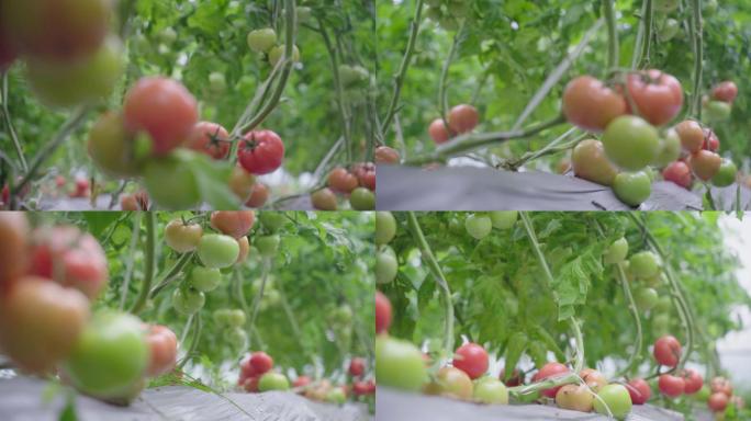 农业大棚 西红柿 绿色食品 成熟 番茄