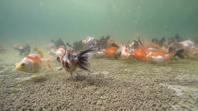蝶尾金鱼觅食水下拍摄