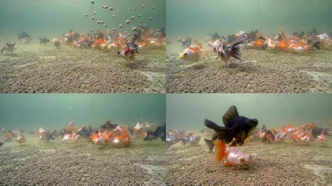 蝶尾金鱼觅食水下拍摄