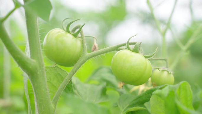 绿色西红柿 开花 结果 茁壮成长 旺盛