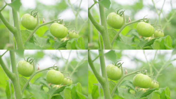绿色西红柿 开花 结果 茁壮成长 旺盛