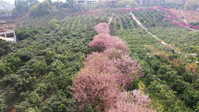 航拍重庆北碚澄江五一村的樱花橘乡农业公园