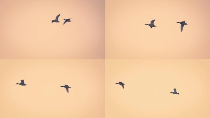 夕阳下的飞鸟与大雁