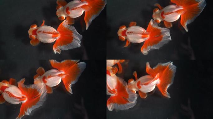 红白花蝶尾金鱼双条