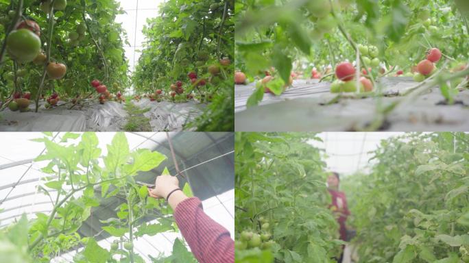 西红柿 大棚蔬菜 农民干活 丰收 笑脸