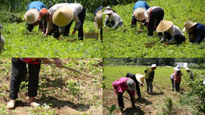 农民种植银杏